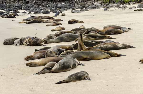 Lobo Marino - isla Santa Fé - islas Galápagos - Ecuador 05.jpg